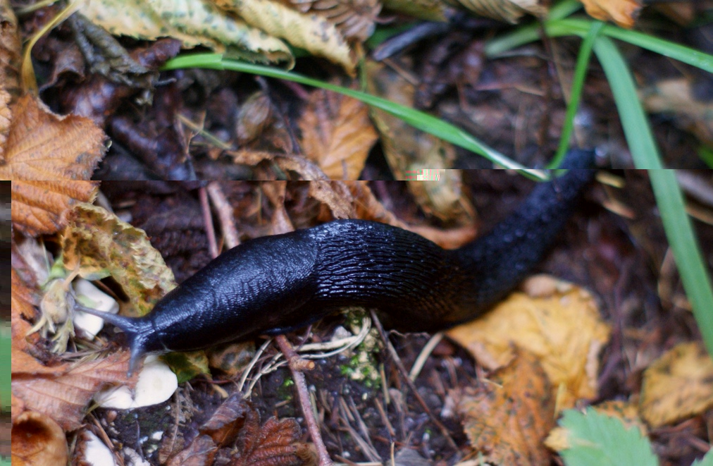 Limax cinereoniger M. Pizzocco (Dolomiti Bellunesi)